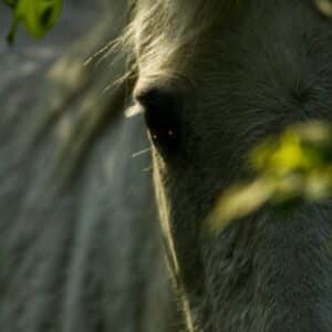 Initiation Voyage Chamanique : Rencontre avec vos Guides Spirituels (38 min)
