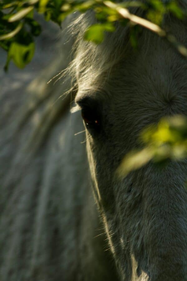 Initiation Voyage Chamanique : Rencontre avec vos Guides Spirituels (38 min)